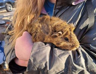 Magadan rescuers rescued a guinea pig from a ventilation well